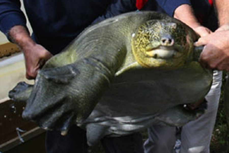 "China Girl" - Last Known Female Yangtze Giant Softshell Turtle 